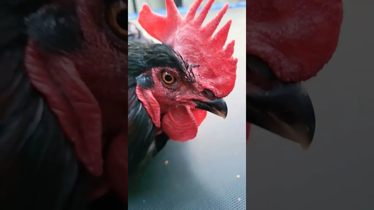 Chicken on a Trampoline