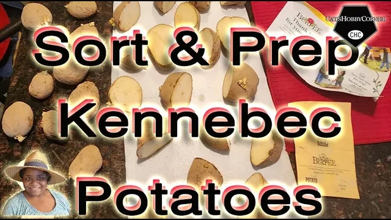 Sort & Prep For #potatoes #Kennebec - catshobbycorner