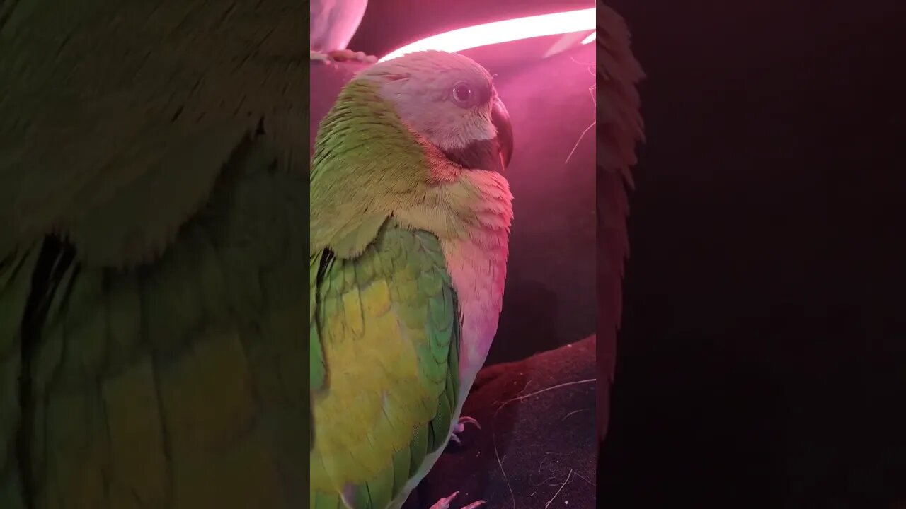 Beak Grinding ASMR!! 🔊Who loves this sound?