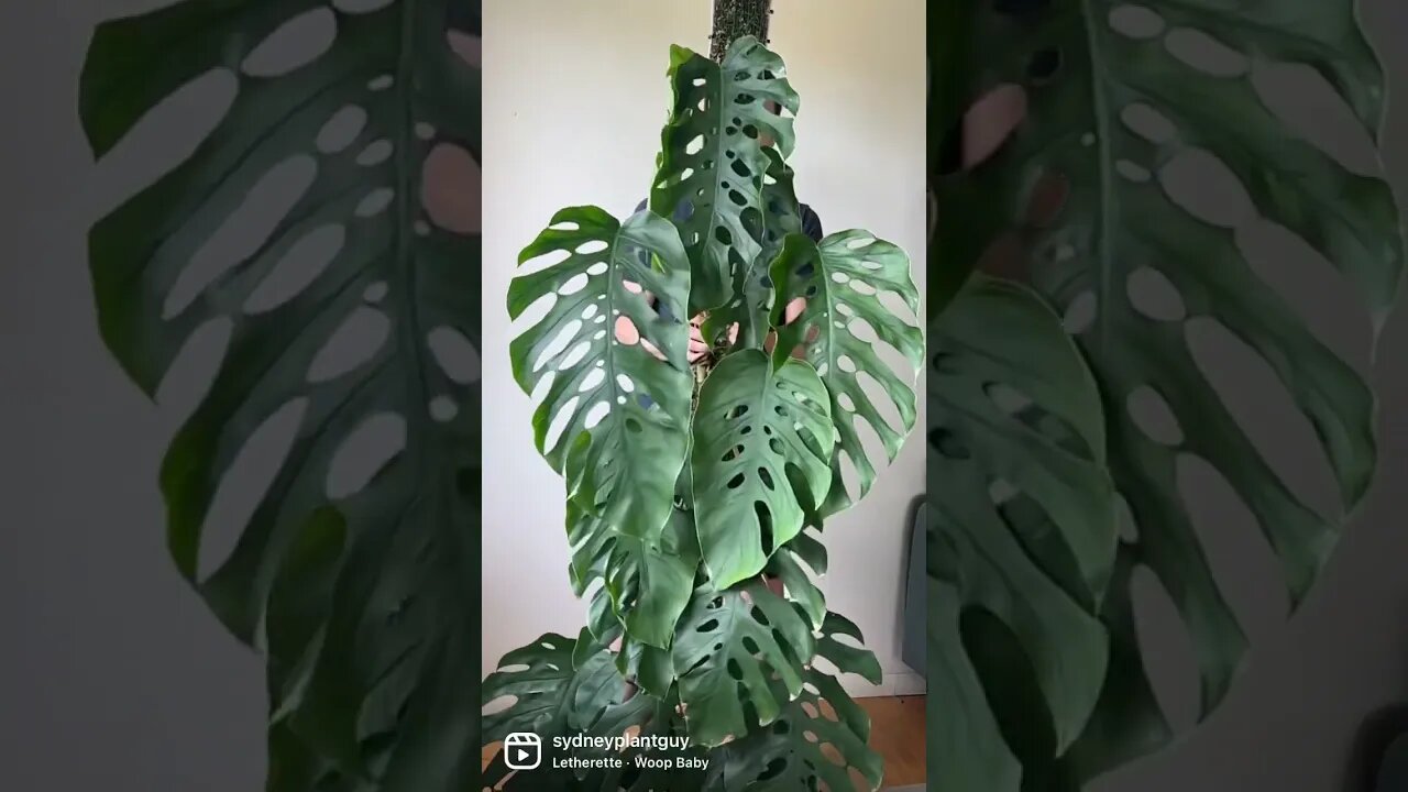 Monstera dubia is loving life on its grow vertical pole. Full tutorial on my channel :) #shorts