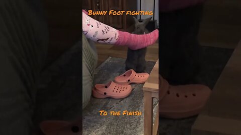 Bunny Foot Fighting - Fight for what’s right