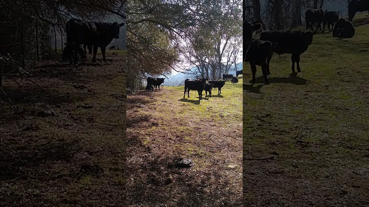 cows in the mountains