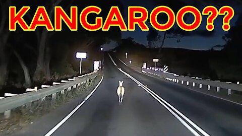 Kangaroo hopping on the road. 12.03.2021 — FLEURIEU PENINSULA, SA