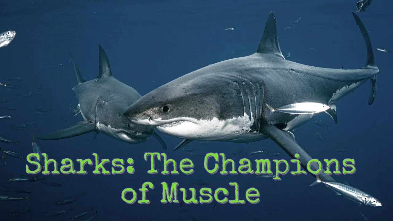 Sharks: The Champions of Muscle