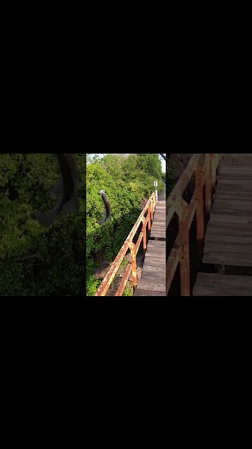HUGE crappie off of a train track bridge!