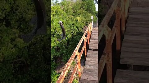 HUGE crappie off of a train track bridge!