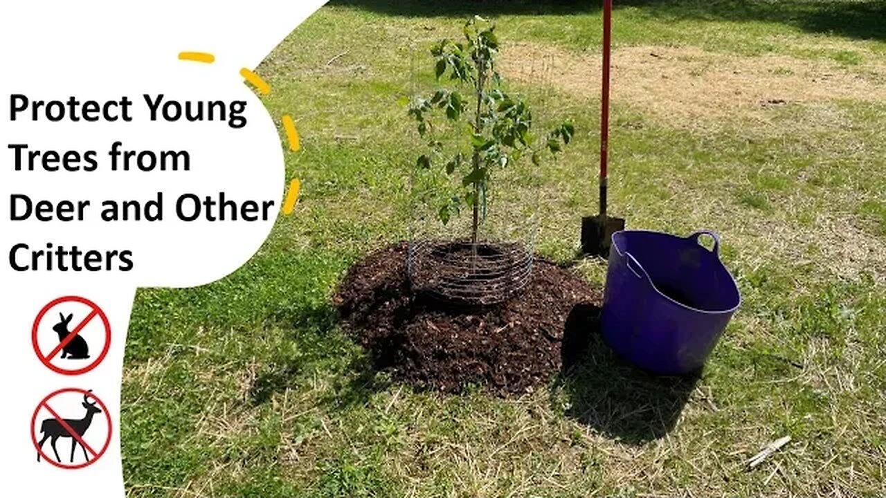 TNT #176: One way to protect young trees / fruit trees and shrubs / DIY Tree Cages