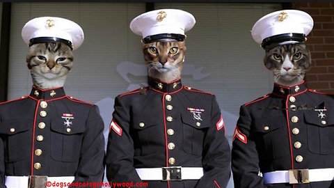 Funny Cat Video - Cat Marines