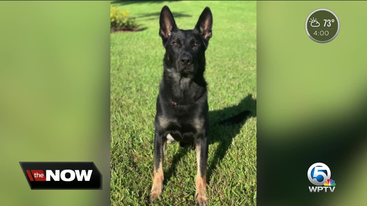 PBSO K9 killed in shooting near The Mall at Wellington Green