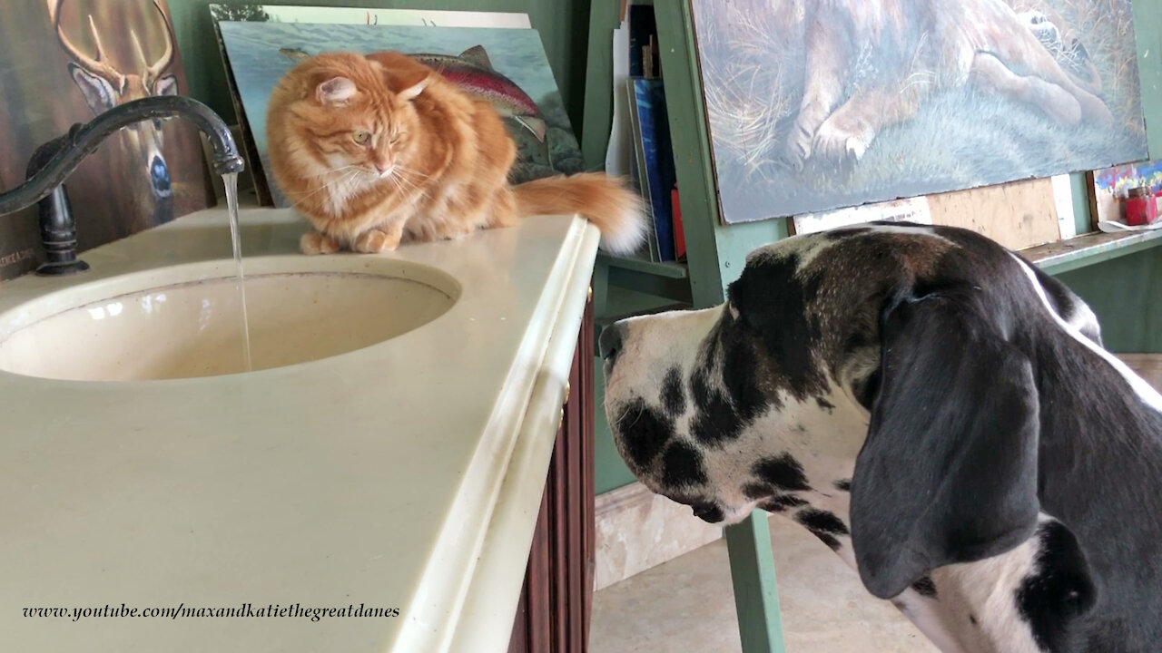 Funny Great Dane Interrupts Cat's Drink From The Sink