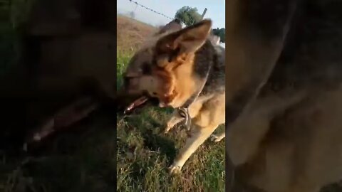 dogs home #dogs #dogslove #rudrakrishna #shorts #trending #whatsappstatus