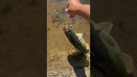 Largemouth Bass on the WHOPPER PLOPPER