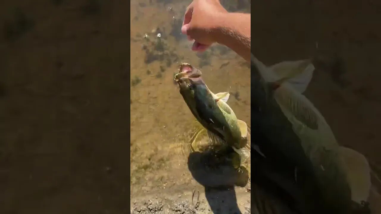 Largemouth Bass on the WHOPPER PLOPPER