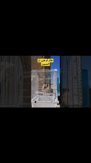 طائر أم قنين أو الحسون