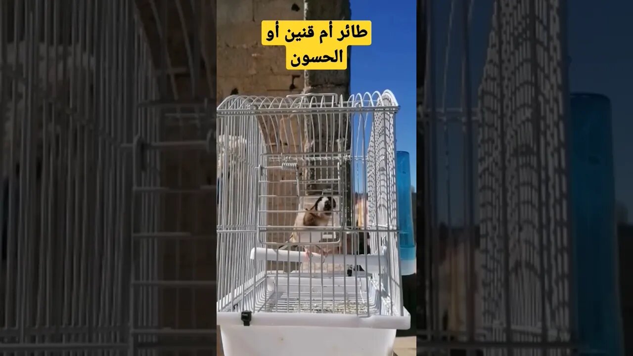 طائر أم قنين أو الحسون