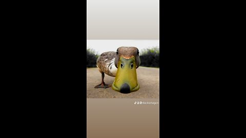 spyduckie