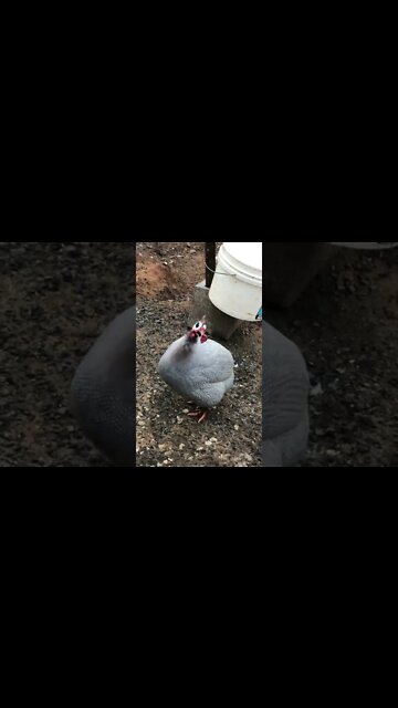 Male guinea fowl having evening chat