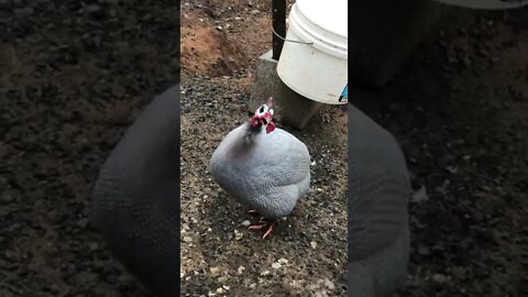Male guinea fowl having evening chat