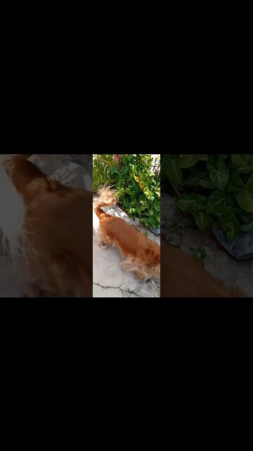 #dogshow , #animals , #dog , #shorts