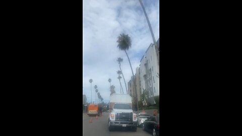 Trimming Palm Trees