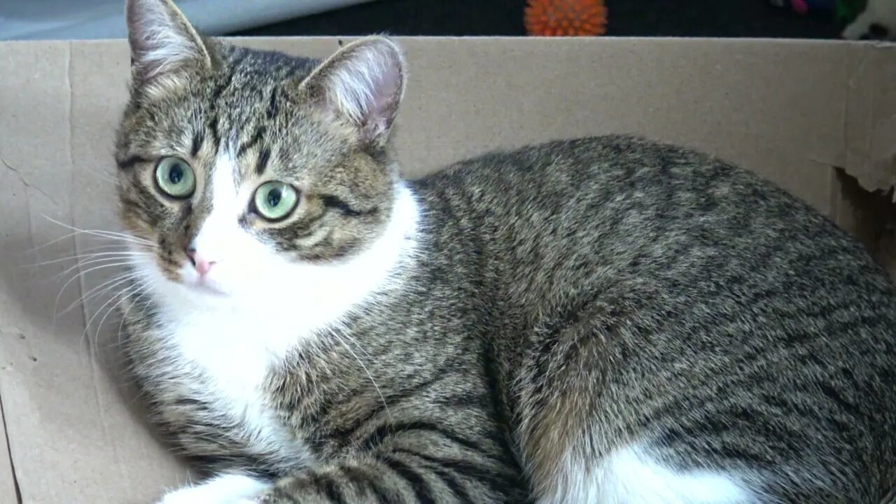 The Attentive Cat