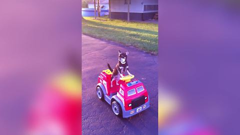 "Adorable Dog Drives His Own Fire Truck"