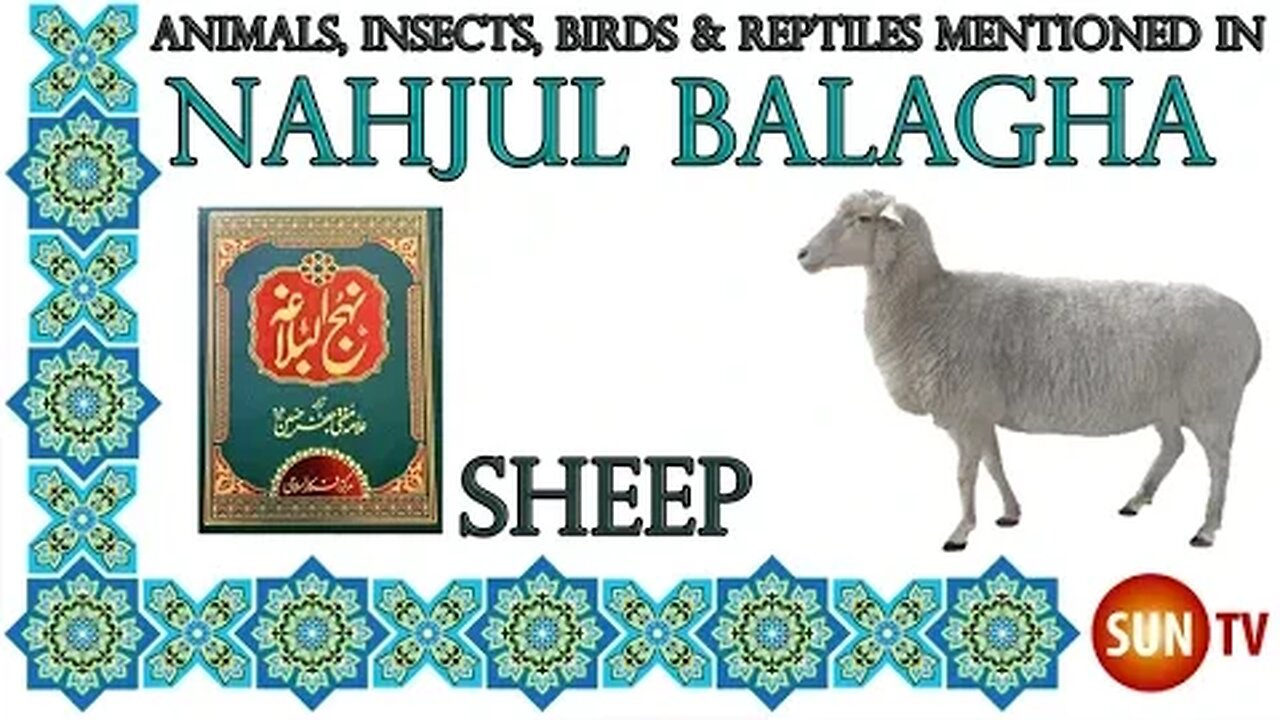 Sheep - Animals, Insects, Reptiles & Amphibians mentioned in Nahjul Balagha (Peak of Eloquence)