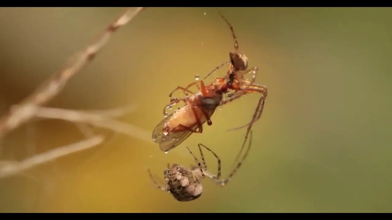 Close up macro shot of a two spiders fight for the captured victim