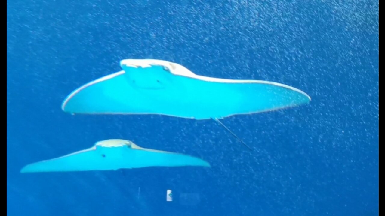 Xpark Aquarium in Taoyuan, Taipei