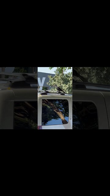 Black bird in Las Vegas￼