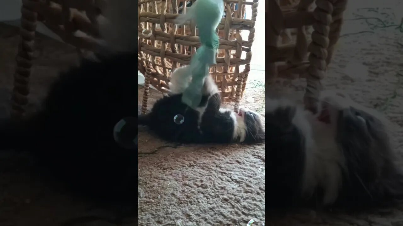 kitten is a keane hunter 😼
