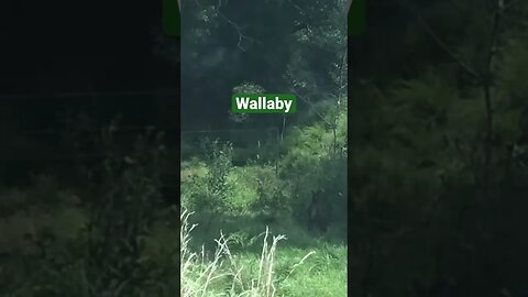 Wallaby at the side of the road