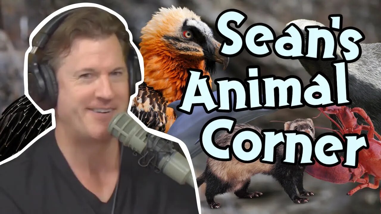 Sean's Animal Corner (Episode 315)