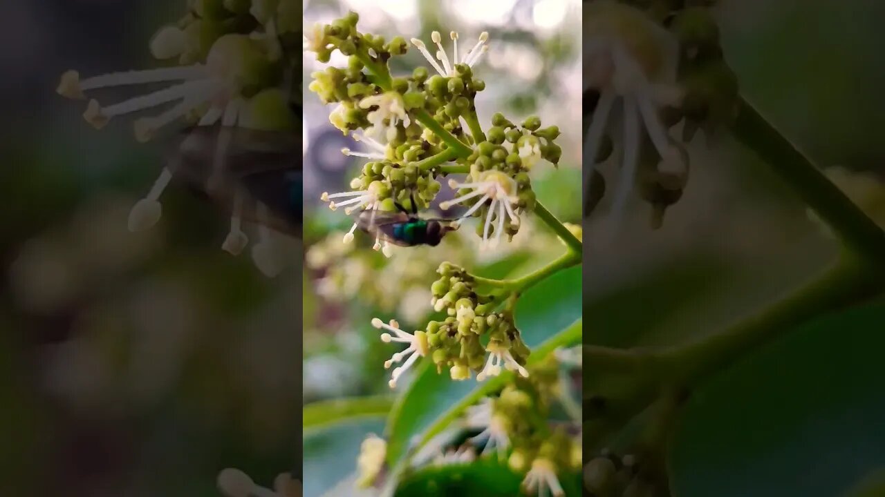 Love between flower and bee ❤️ #shorts #love #shortvideo #