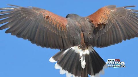 Hawk missing from Desert Museum