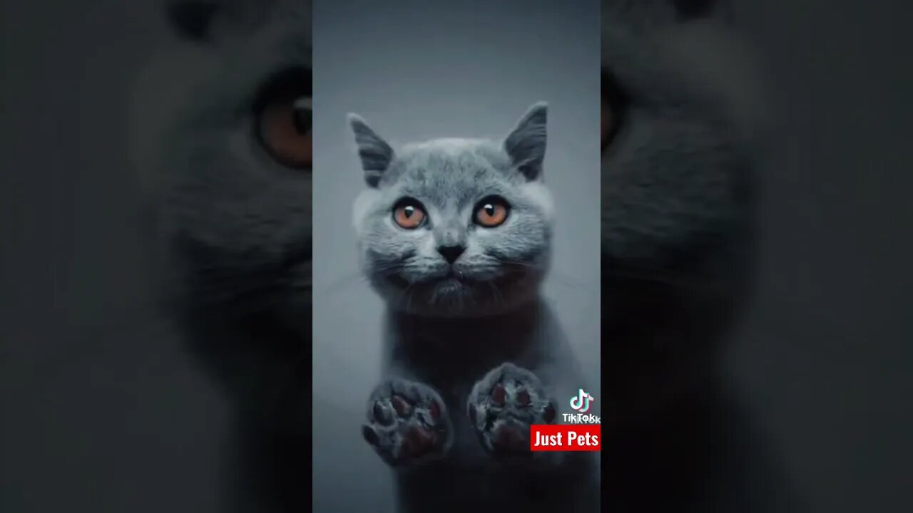 Grey Cat? #tiktok #cute #shorts #funnyvideos #viral #cat