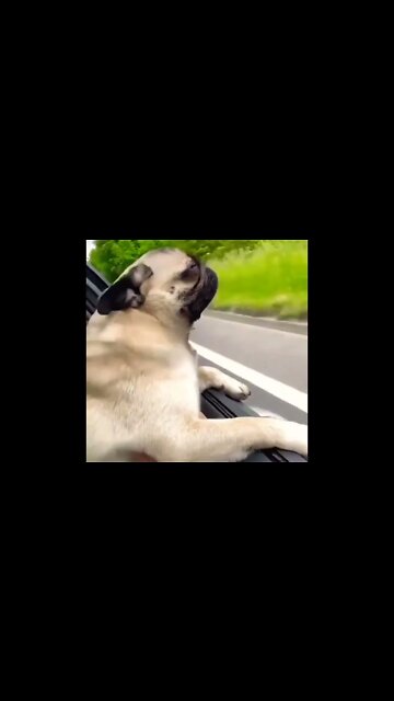 Happy pug ❤️⁣⁣ #pug #dog