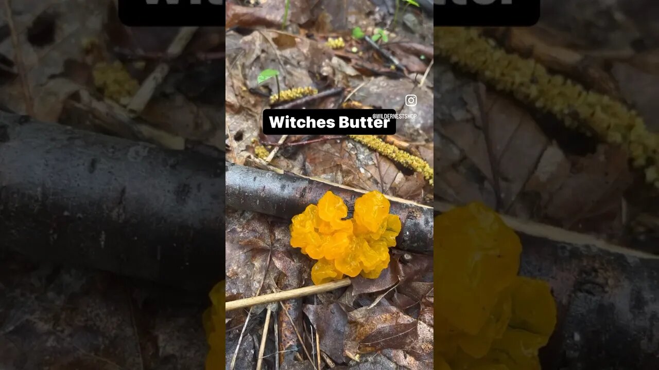 🍄 Adventures in Mushroom Hunting. #natureshorts #mushroomhunting #WilderNest #naturelovers