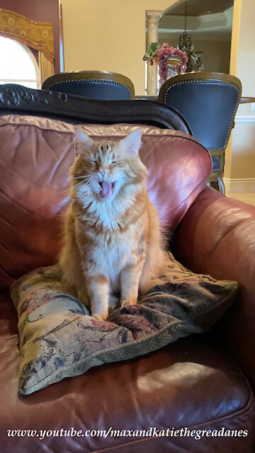Cat Who Yawns On Command Will Make You Yawn And Smile