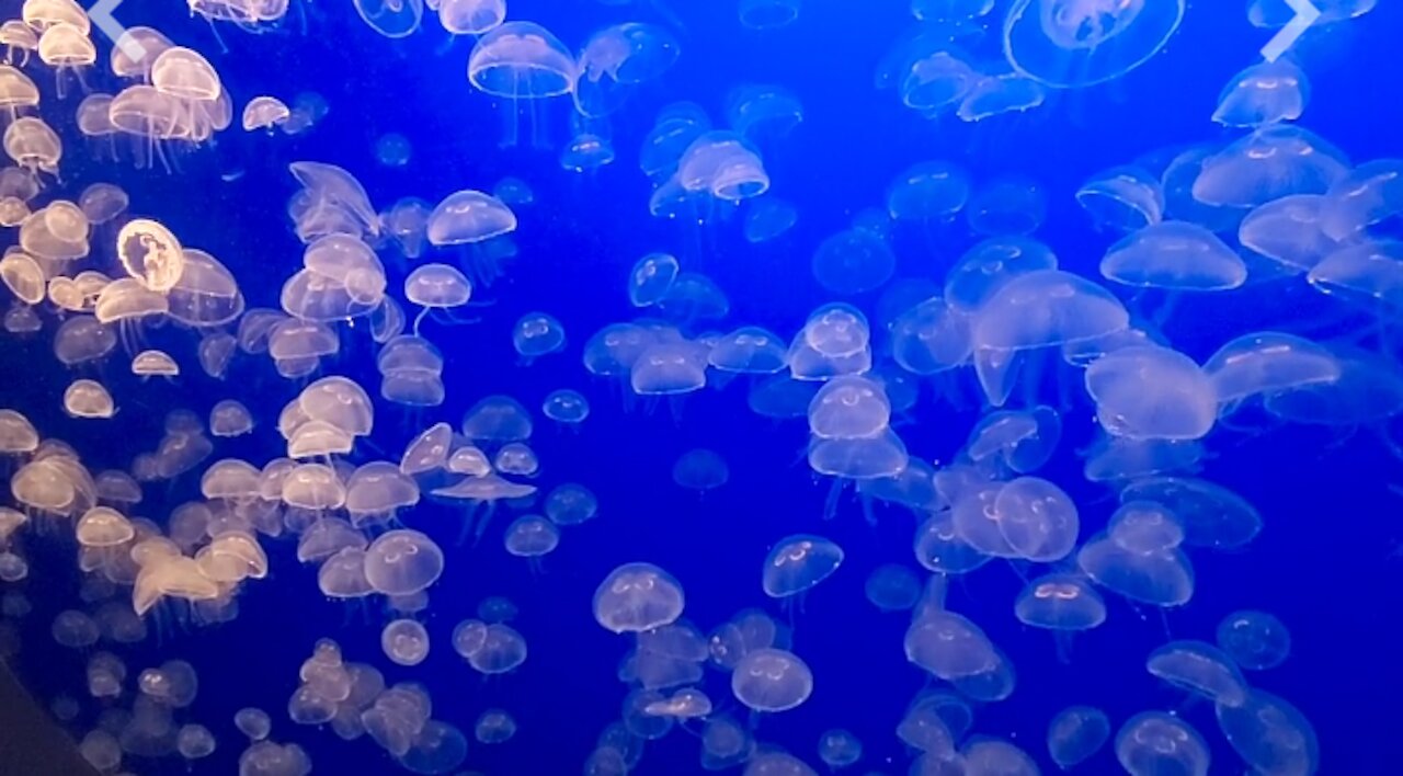 jellyfish or sea jellies