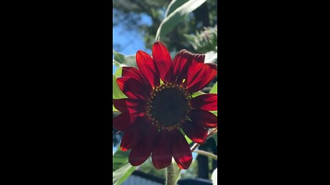 Red sunflower