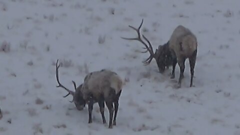 BIG BOY BROKEN! MONSTER BULLS. . .one big broken bull the other just didn't grow right!