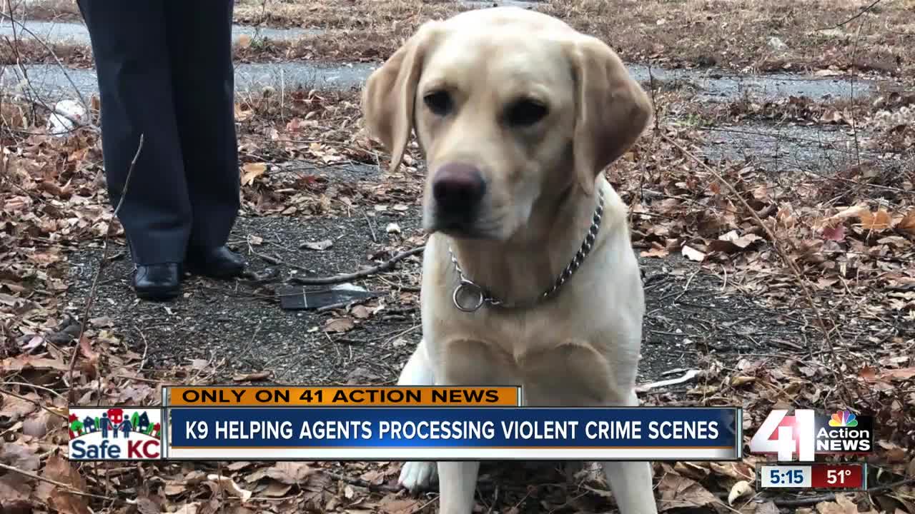 K9 helping agents process violent crime scenes