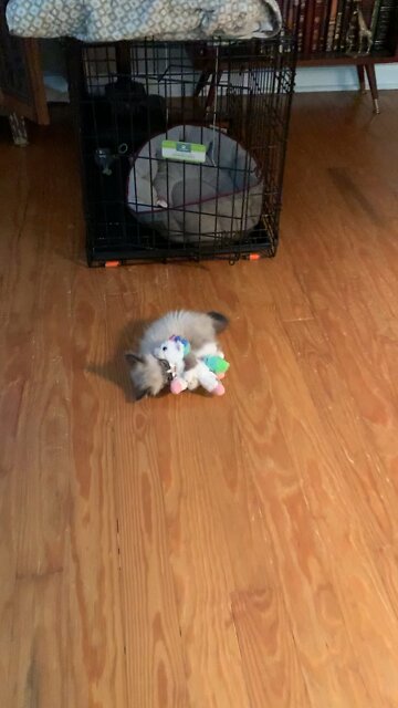 Baby Mittsy with first unicorn