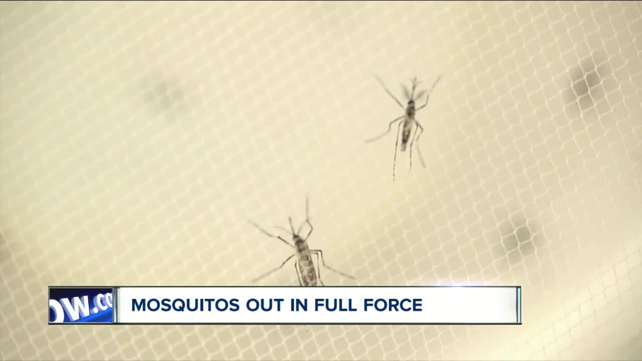 Mosquitos out in full force