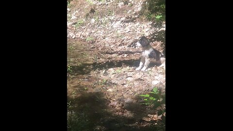 puppy fun at the pond