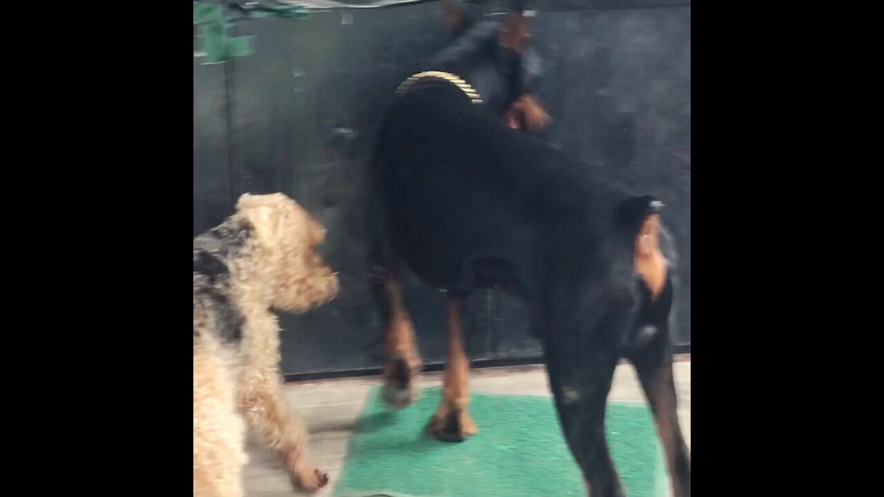 Bodyguard Doberman Pulls open Door for Dog