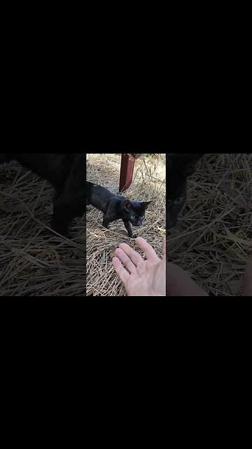 Good Morning Charlotte