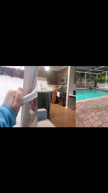 It turns out that dogs are also afraid of cold🤣🤣🤣