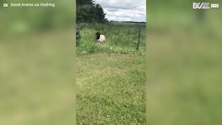 Cet homme secourt un mouton coincé dans du grillage